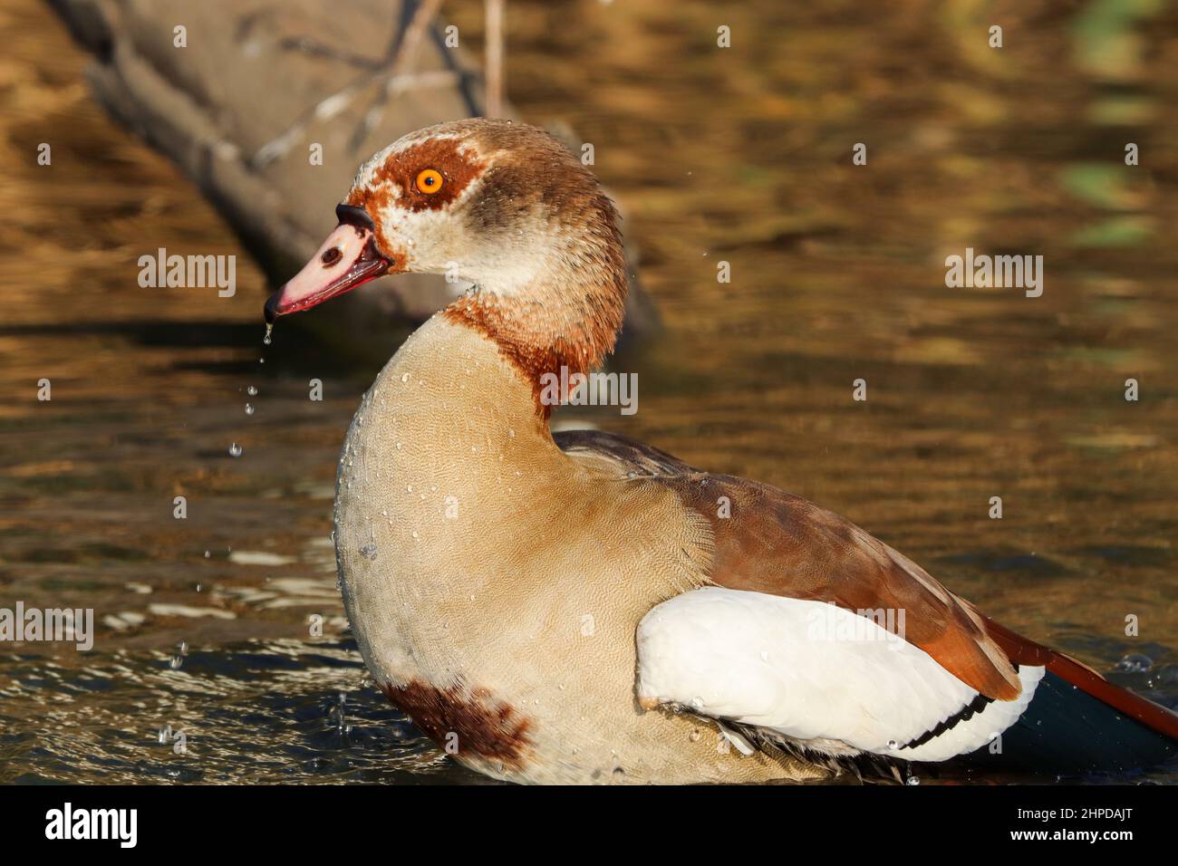 Egyptian Goose, South Africa Stock Photo - Alamy