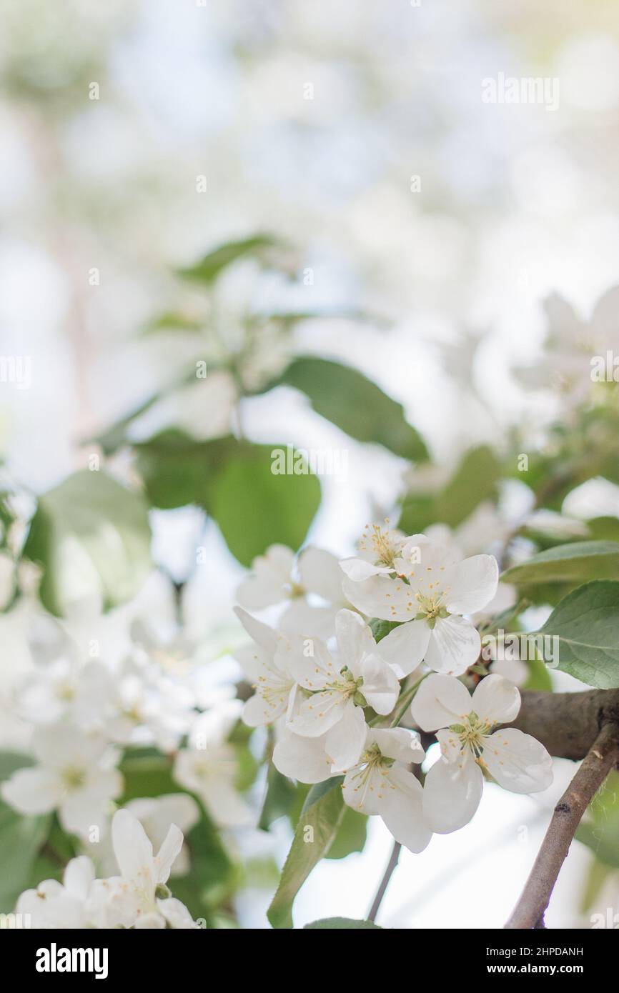 Apple tree in bloom Stock Photo Alamy
