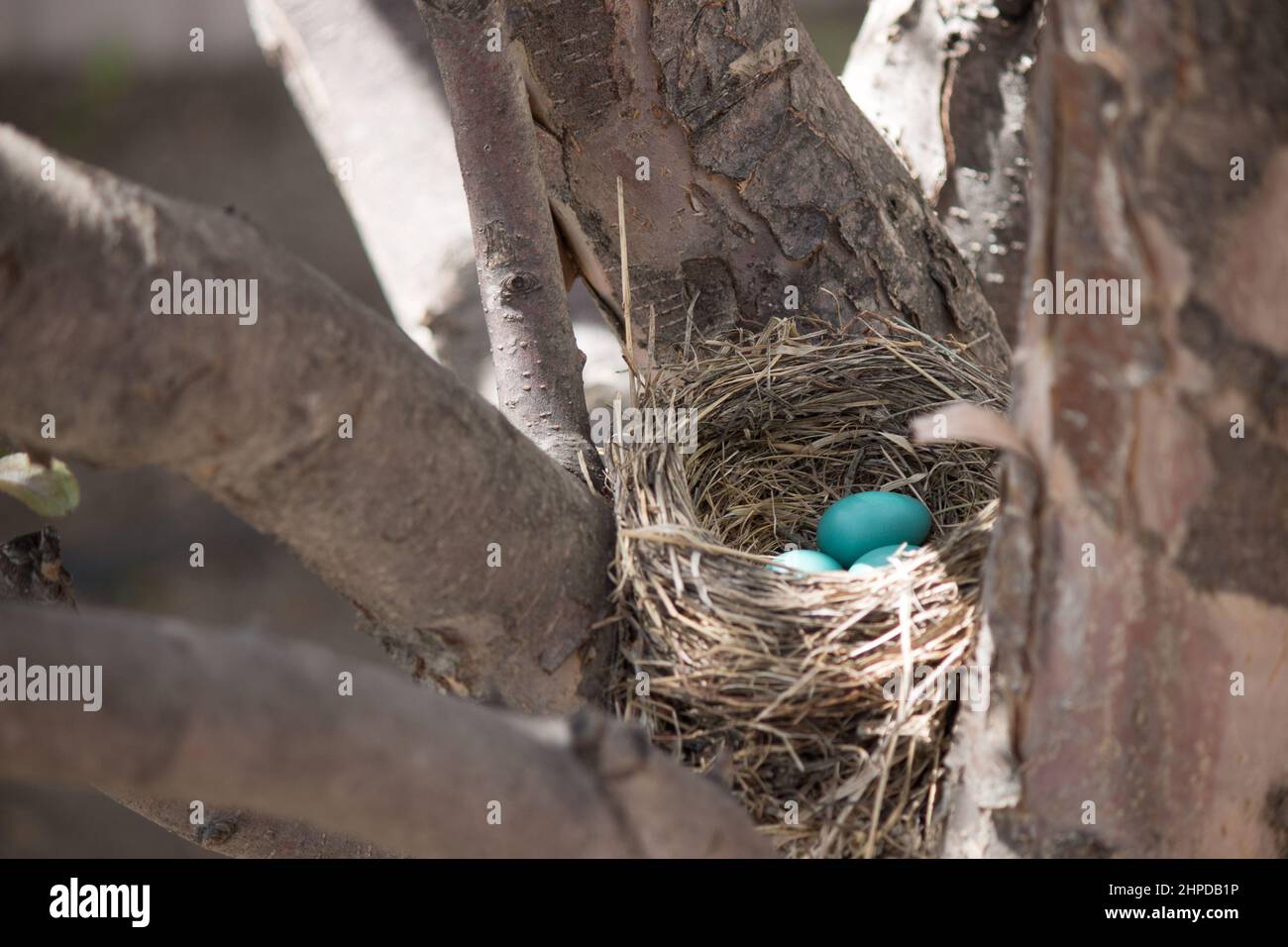 Robins nest in an apple tree, blue eggs Stock Photo
