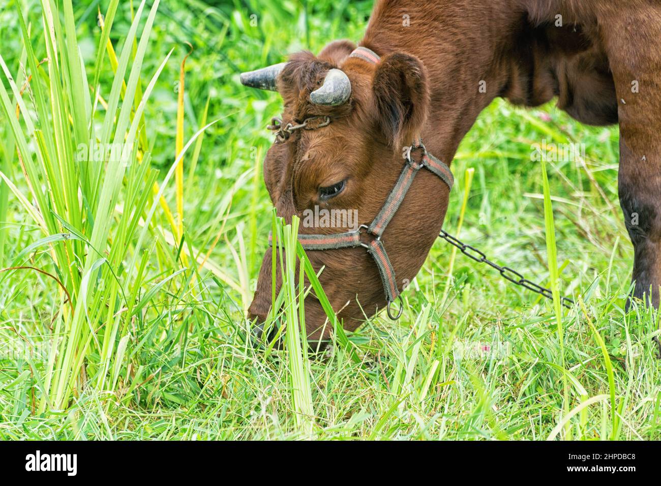 Close up of cow grazing on grass in pasture in summer, in Poland. Polish red breed of cow. Sustainable organic farming. Stock Photo