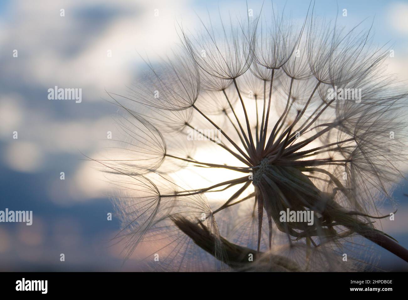 giant dandelion Stock Photo