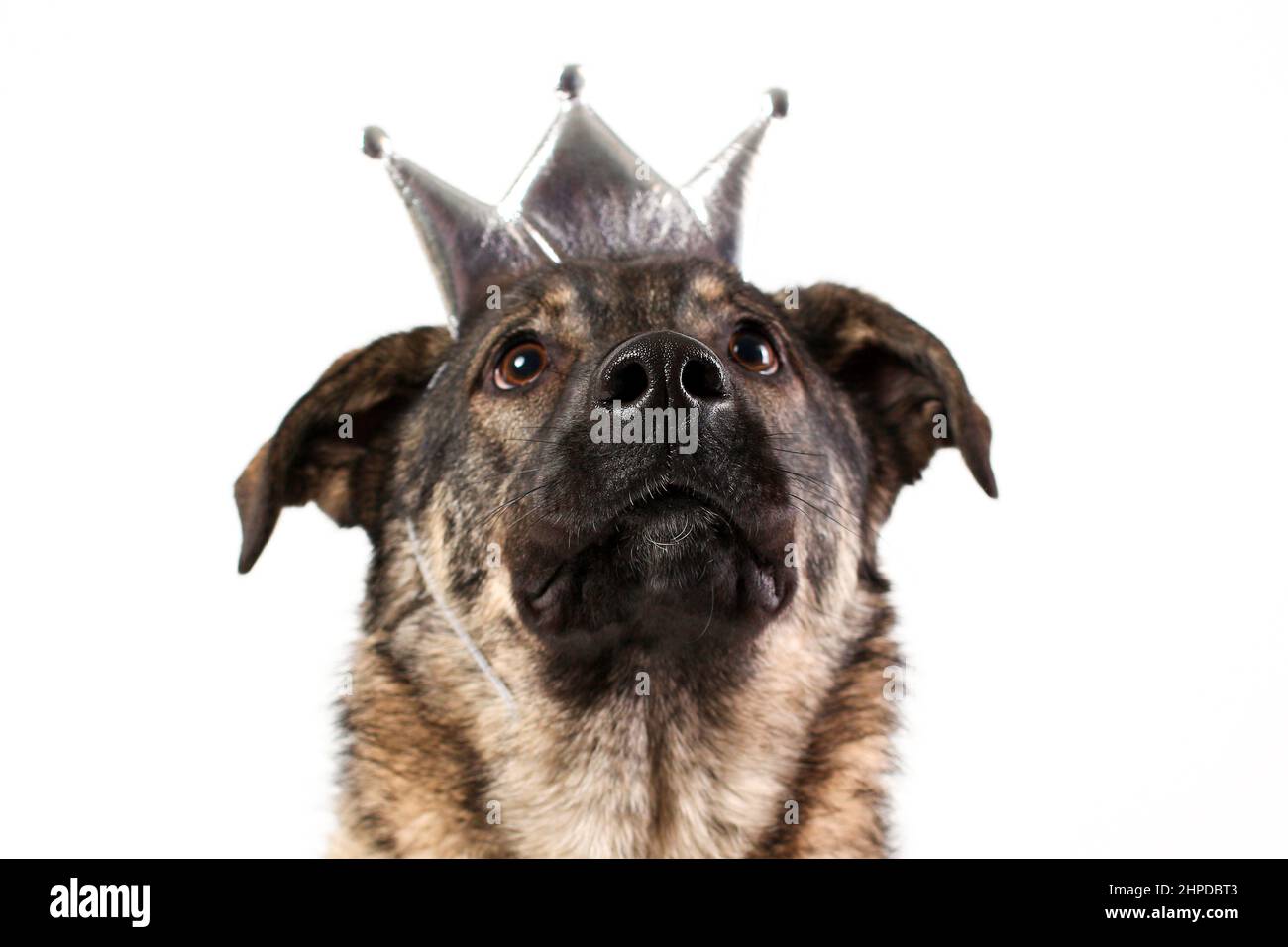 Close up portrait of face of mongrel dog wearing silver princess crown isolated on white background Stock Photo