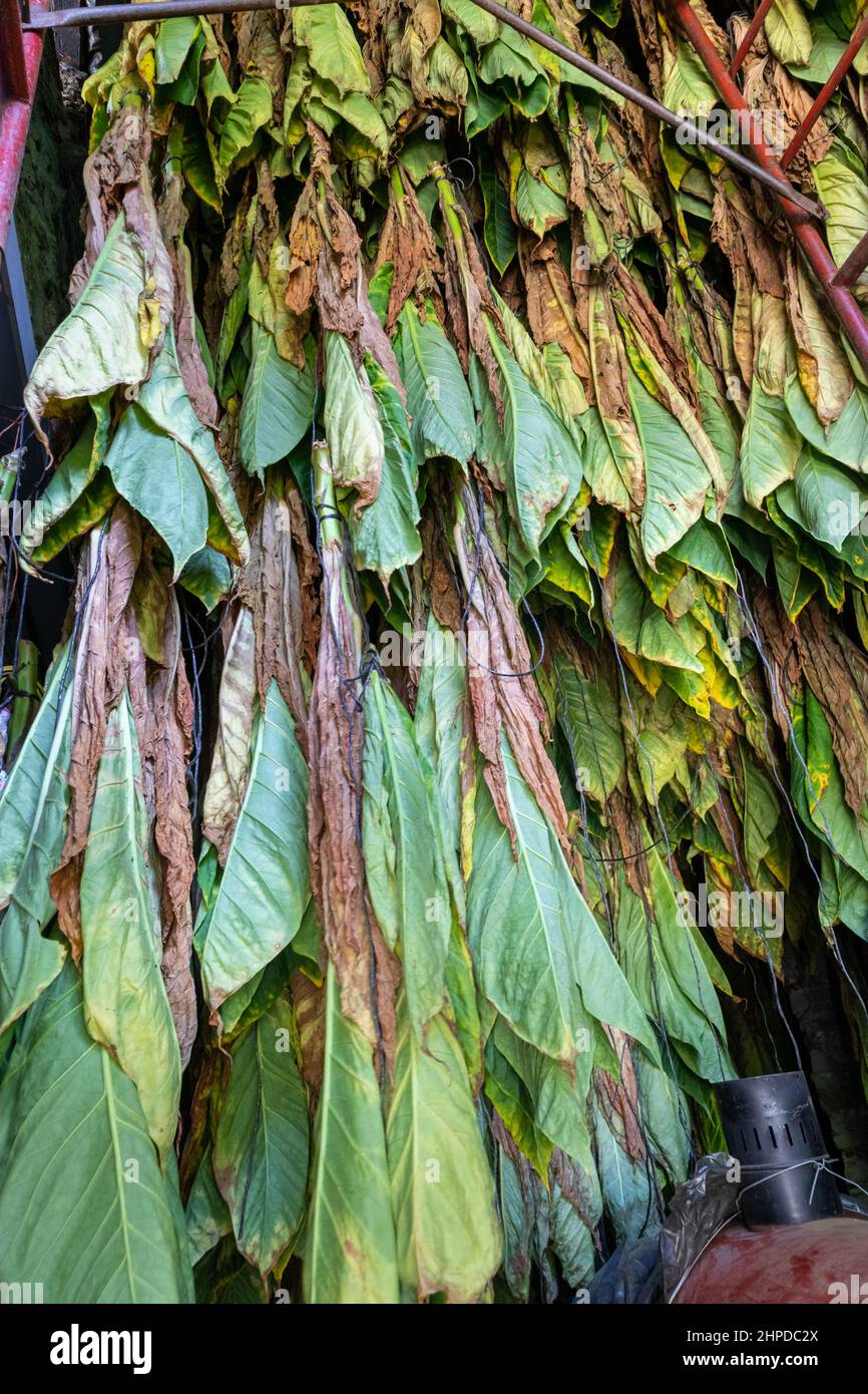 Tobacco plant leaves hanging in hi-res stock photography and images