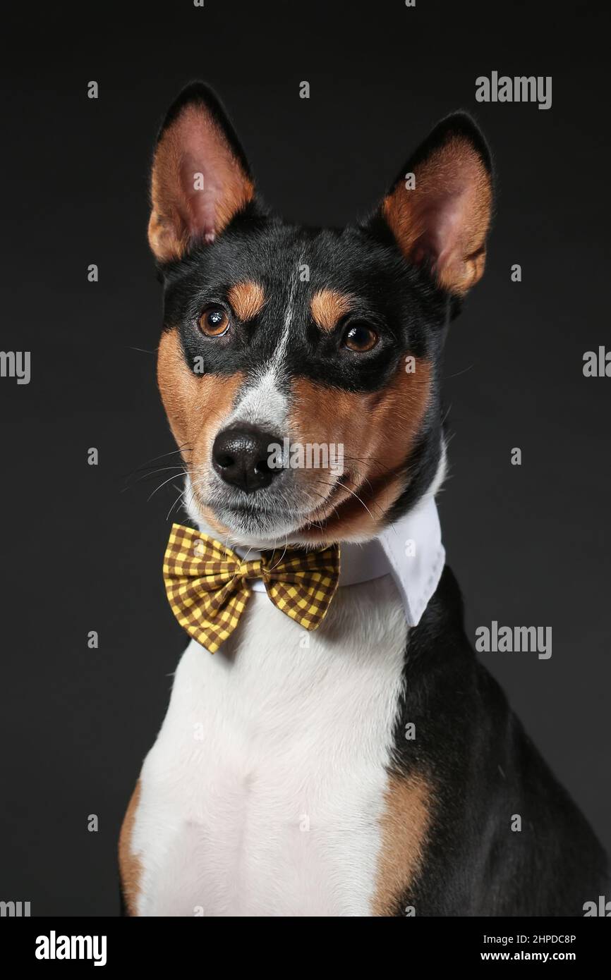 Portrait of serious dog of african basenji breed wearing bow tie isolated against black background. Copy space. Stock Photo