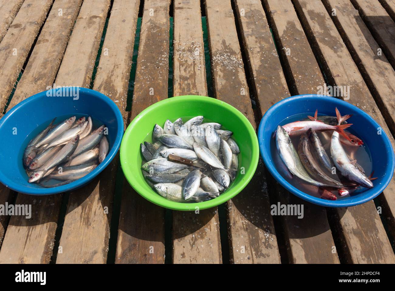 Buckets of fresh fish catch on Pontao Santa Maria fishing wharf, Praia Santa Maria, Santa Maria, Sal, República de Cabo (Cape Verde) Stock Photo