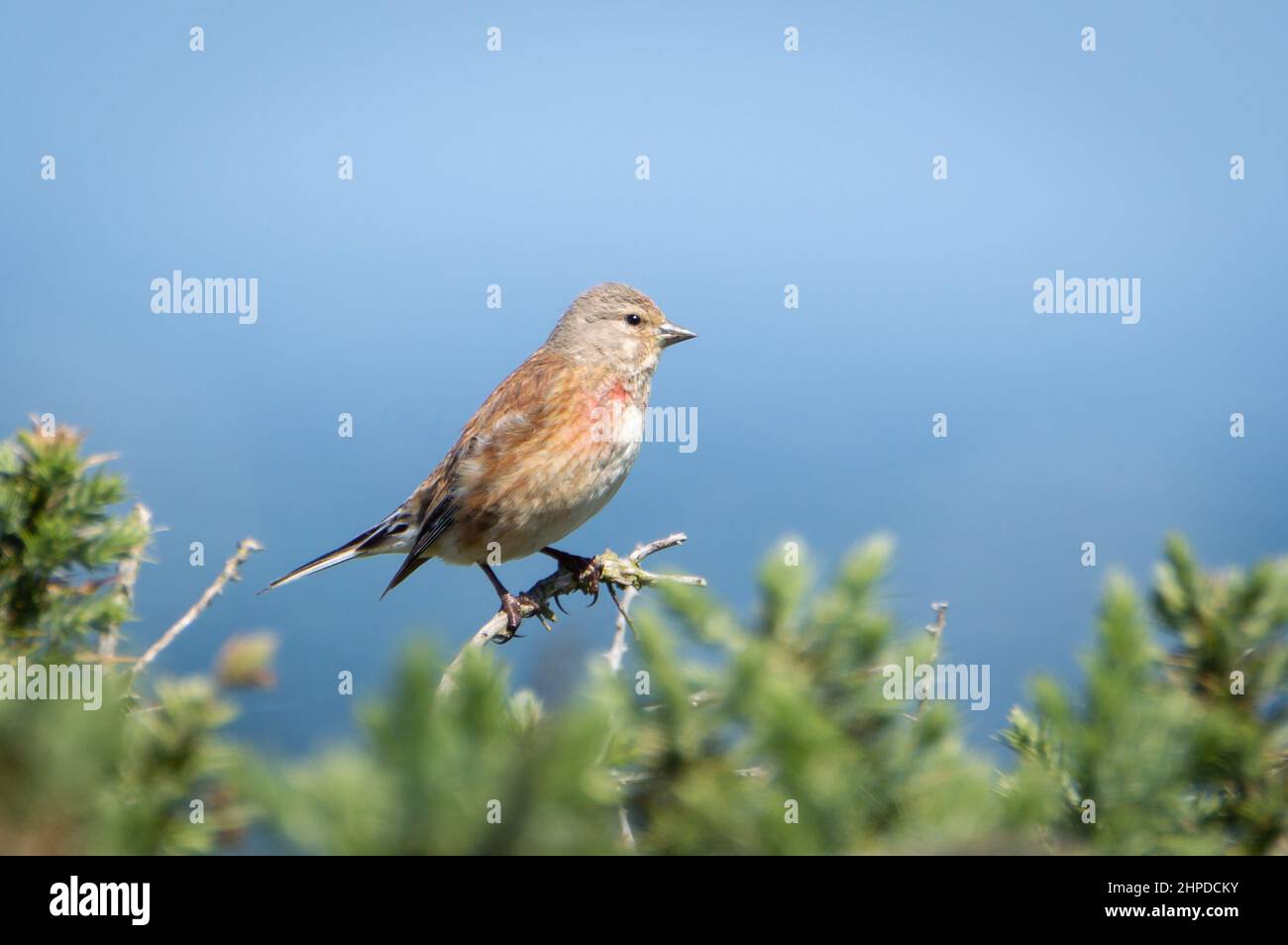 Linnet bird seen in profile Stock Photo