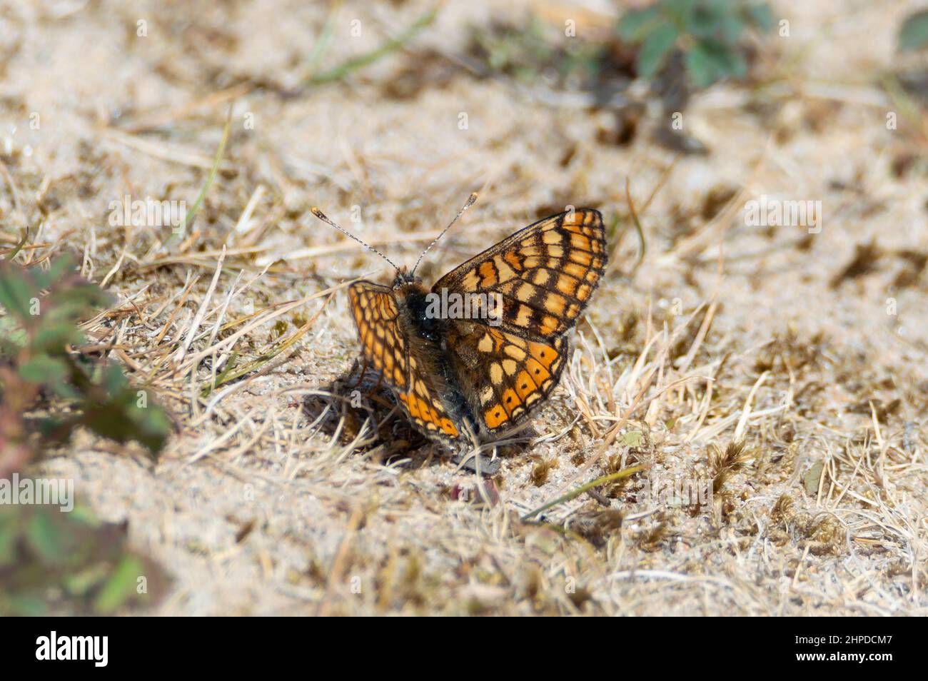 Marsh Fritillary butterfly on dried grass Stock Photo