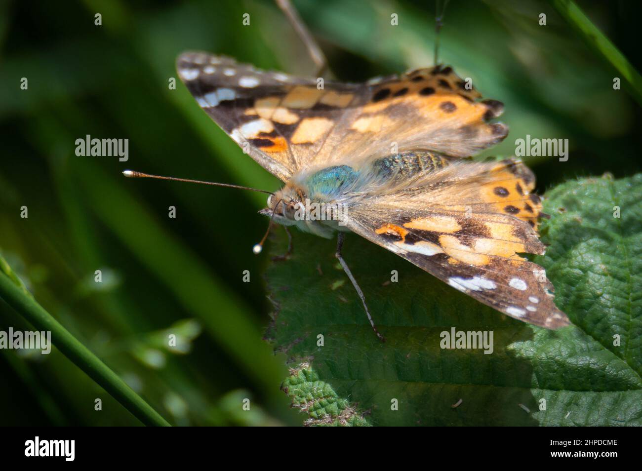 Resting painted lady hires stock photography and images Alamy