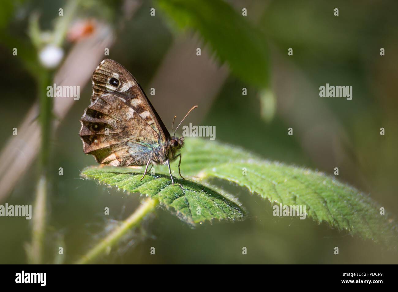 Speckled Wood butterfly with its wings up on a green leaf Stock Photo