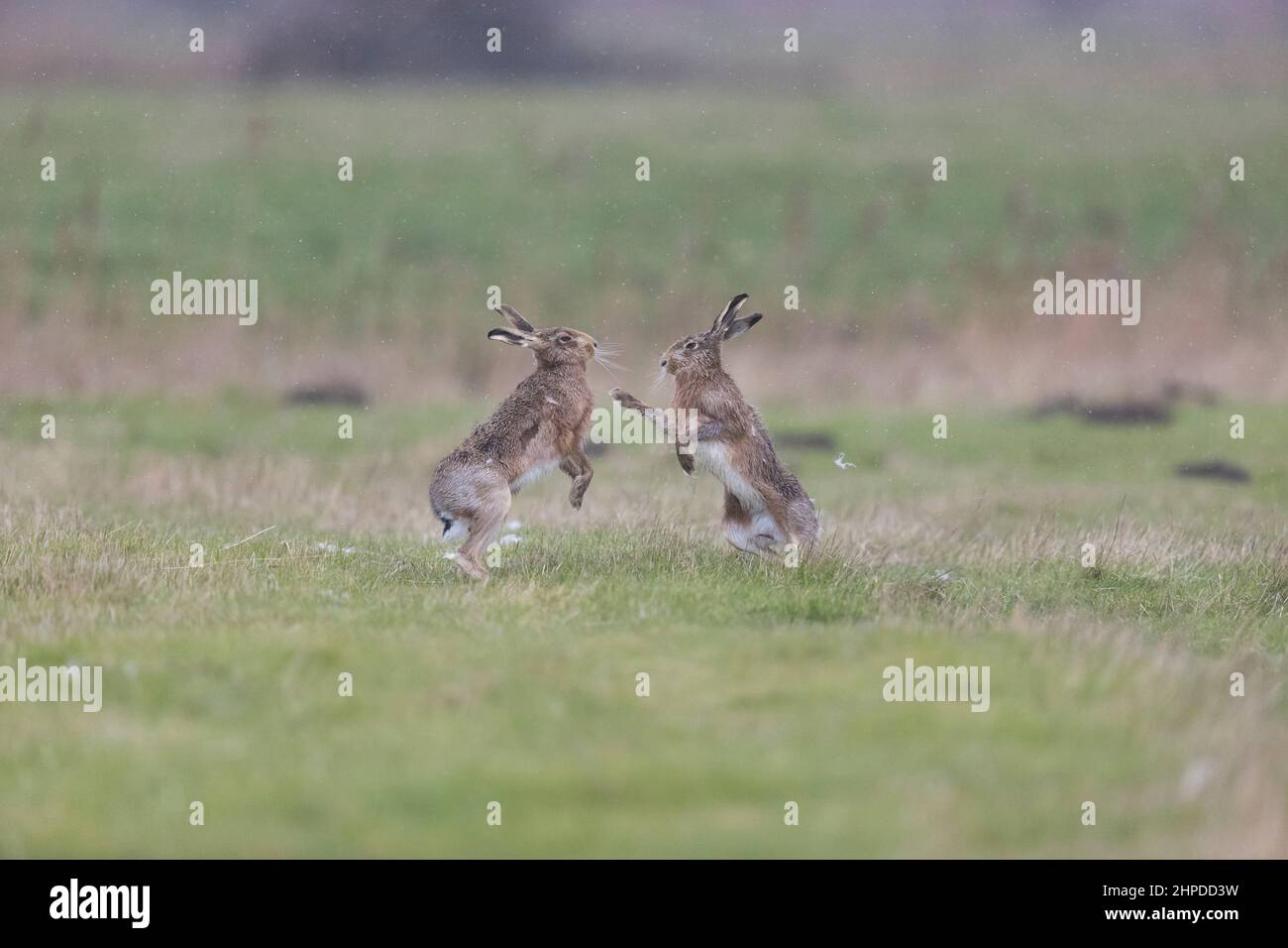 Fighting Hares High Resolution Stock Photography and Images - Alamy
