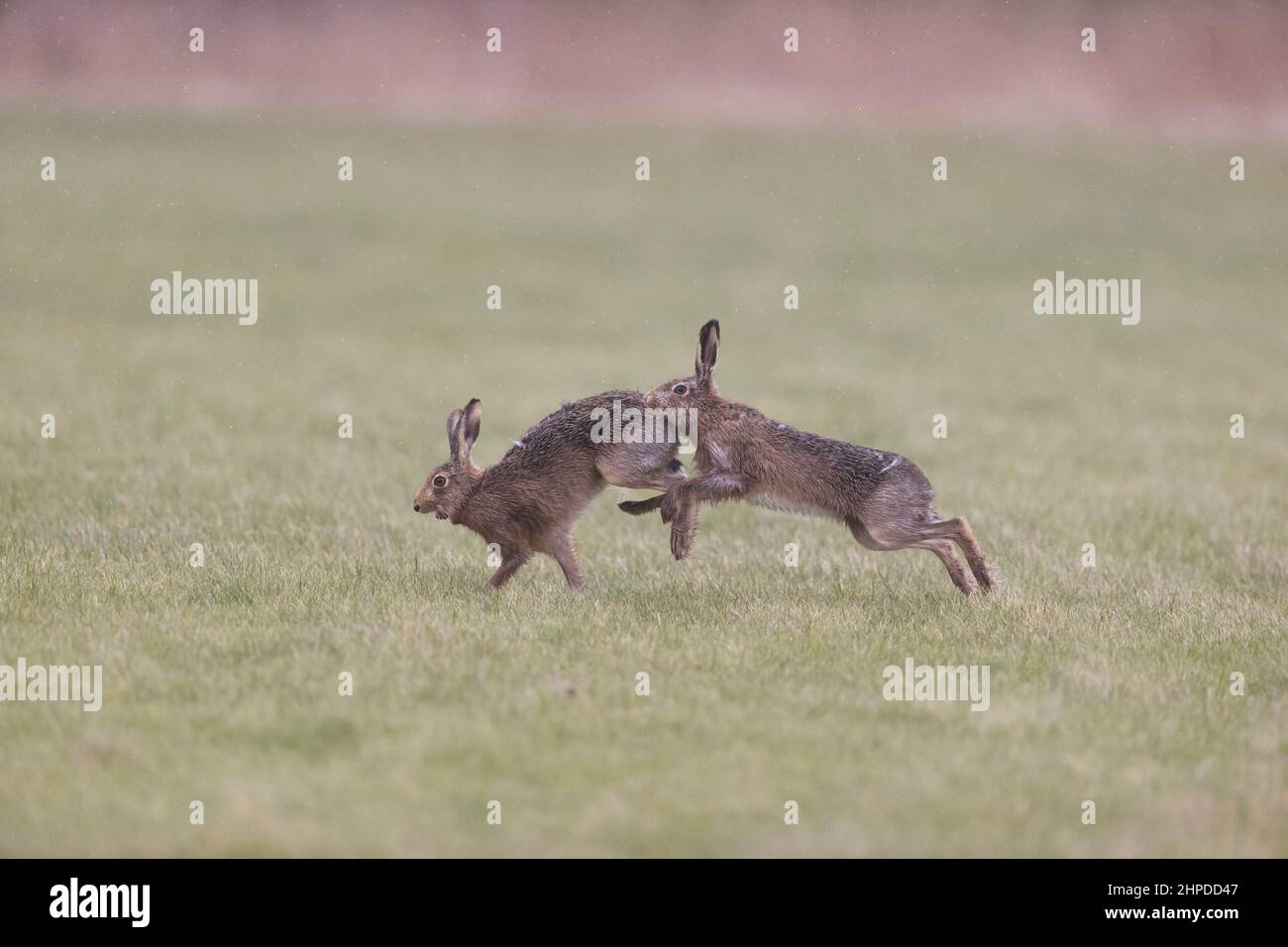 European Hare (Lepus europeaus) 2 adults, male chasing female in grass field, Suffolk, England, February Stock Photo