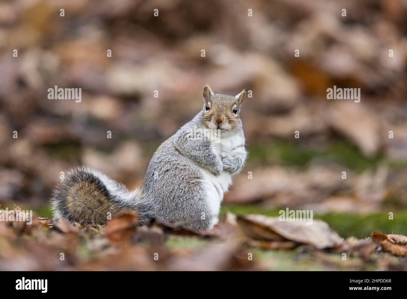 Eastern grey squirrel Sciurus carolinensis, introduced species, adult