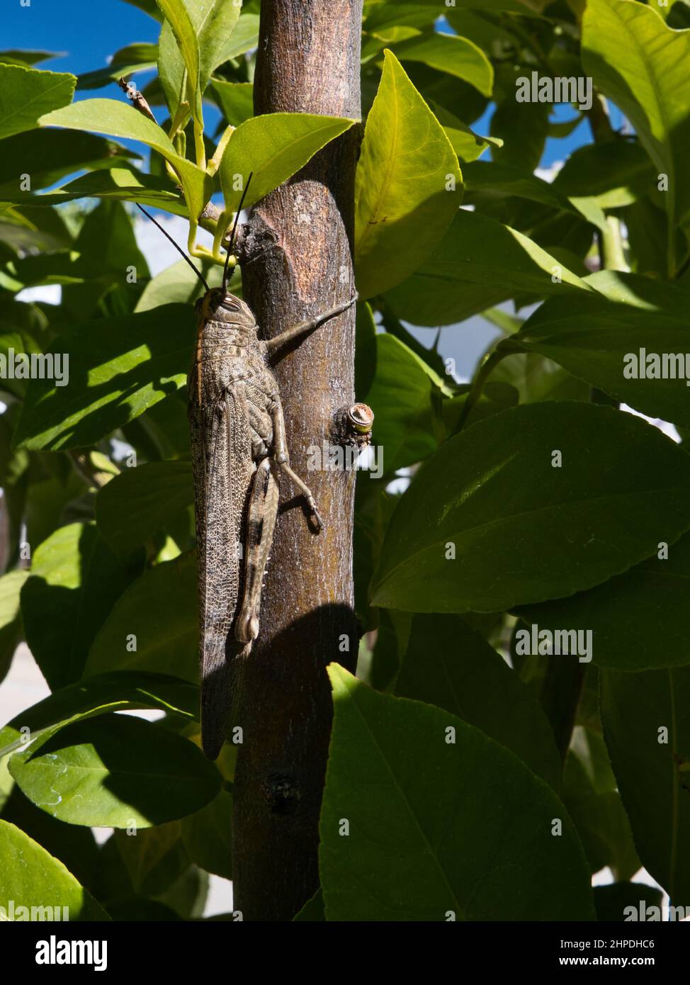 Locust camuflated on the trunk of a lemon tree. Stock Photo