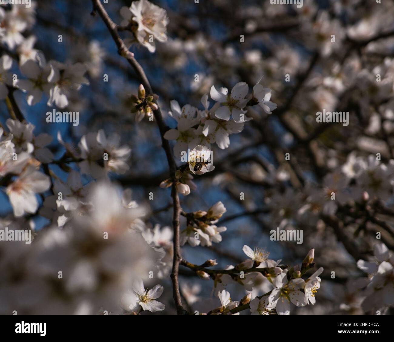 Almond blossoms with bees pollinating Stock Photo Alamy
