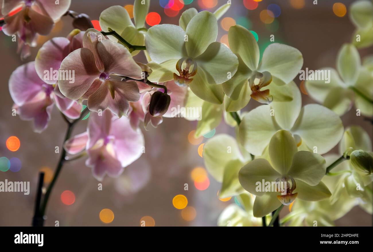 Light pink tropical flower hi-res stock photography and images - Alamy