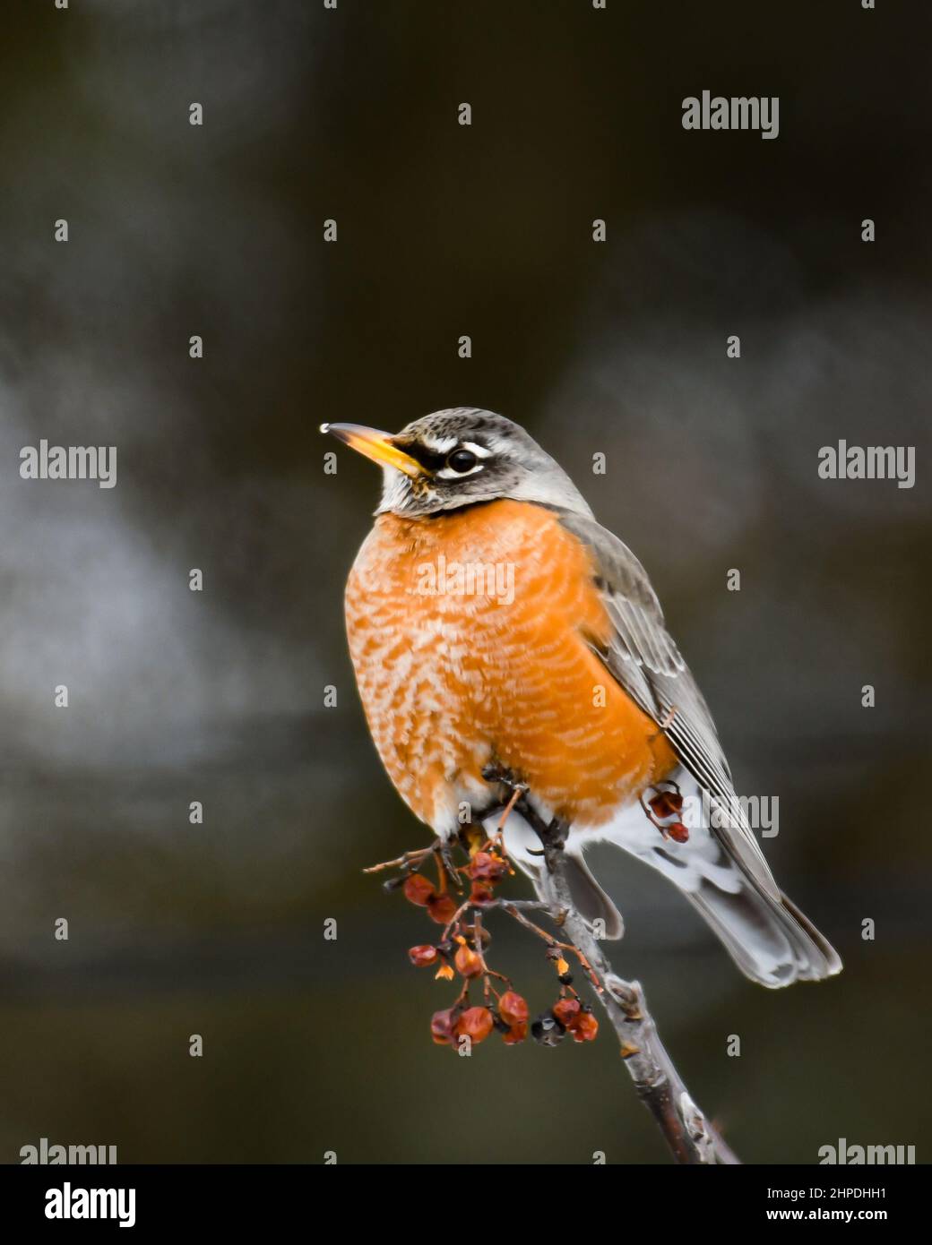 An American robin, Turdus migratorius, perched on an  American Mountain-Ash, Sorbus americana, with berries in the Adirondacks, NY in a snowy winter. Stock Photo