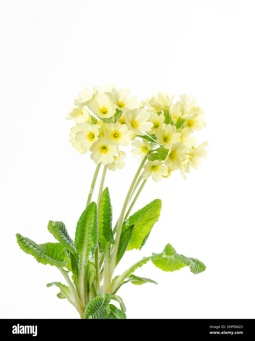 Common primrose, Primula vulgaris, front view, on white background. Also known as English primrose, is a species of flowering plant. Stock Photo