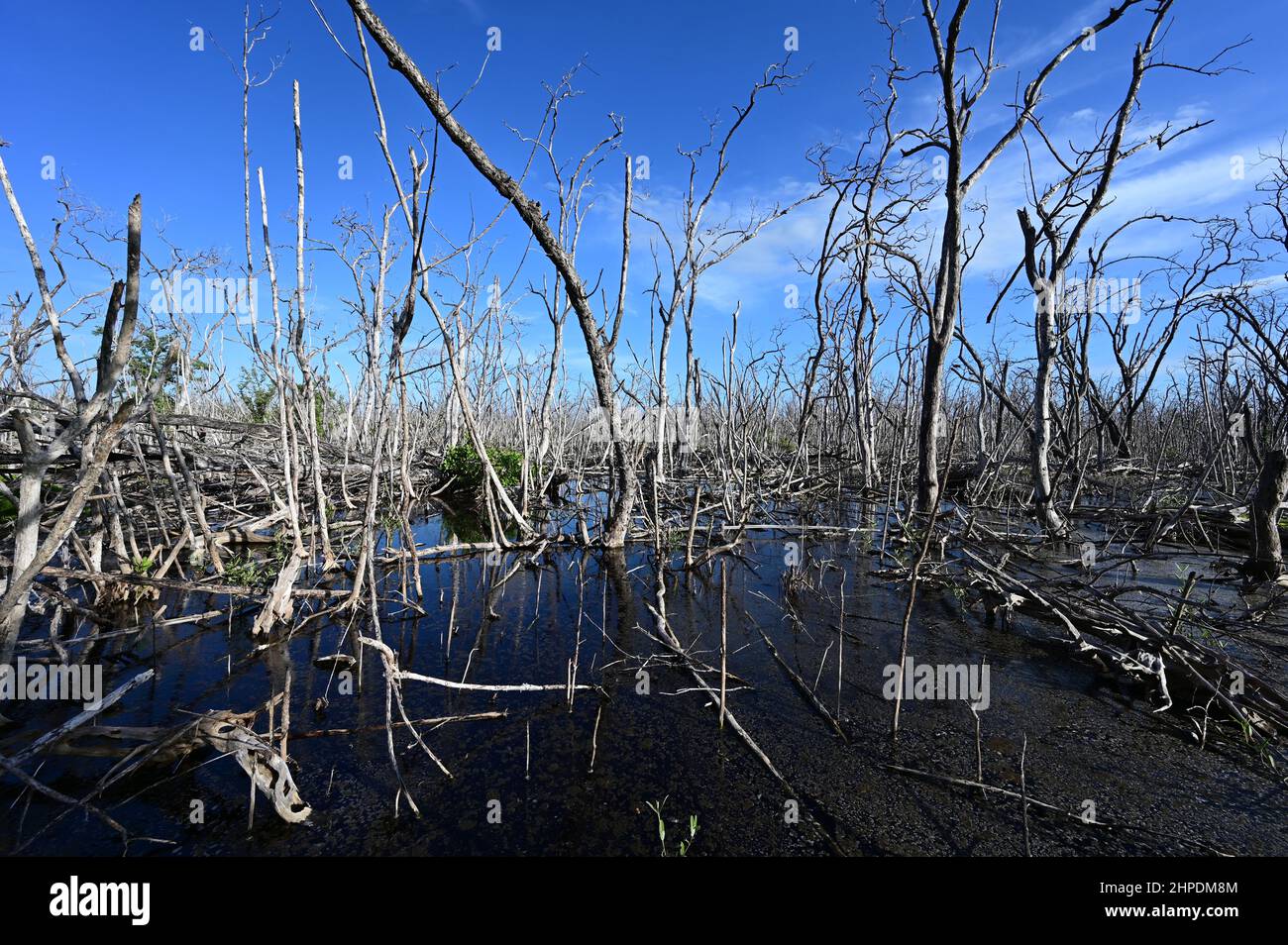 Florida mangrove forest hurricane hi-res stock photography and images ...