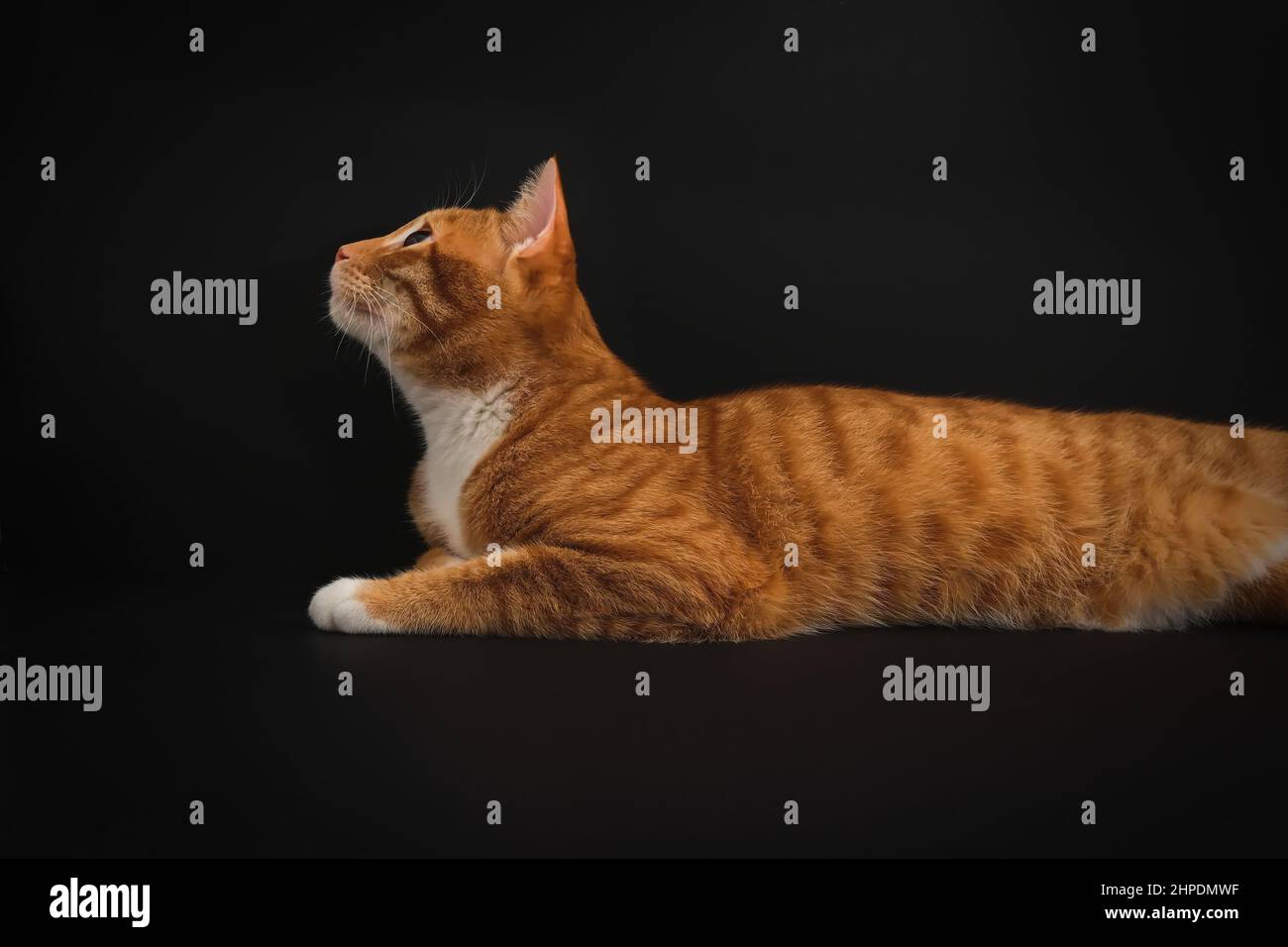 Portrait of young honorable arab ginger tabby cat looking up on black background,side view.Pets. Stock Photo