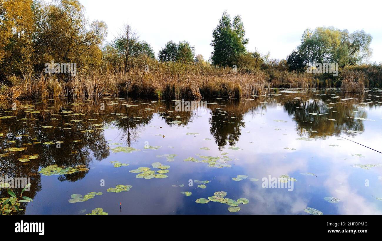 Fishing on the lake, over the reeds, beautiful lilies Stock Photo