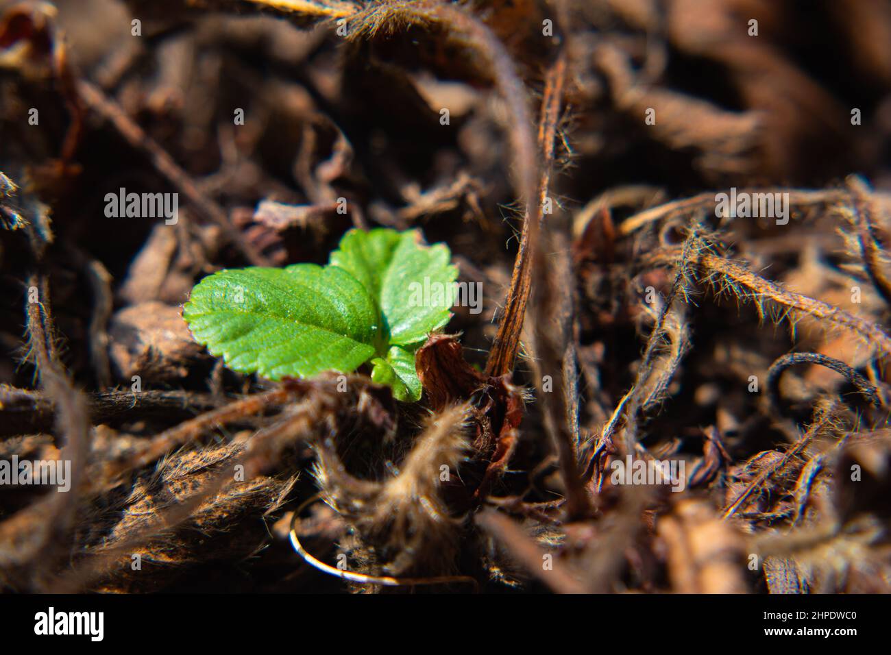 Closeup of plants growing in a field Stock Photo - Alamy