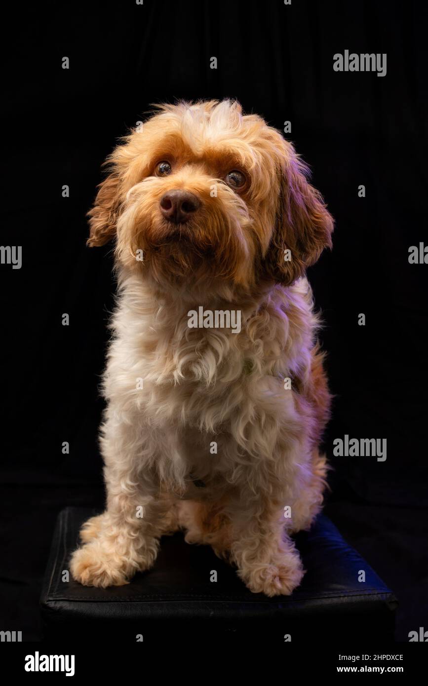 Gorgeous mix breed poodle posing sited for the camera. Stock Photo