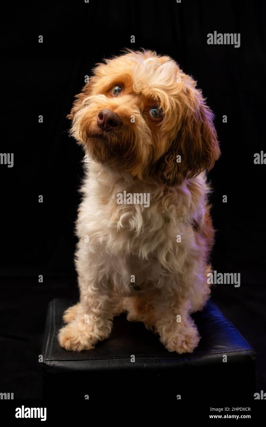 Gorgeous mix breed poodle posing sited for the camera. Stock Photo
