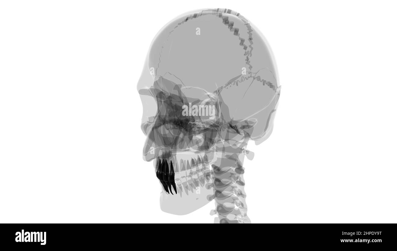 Human Teeth Incisors Anatomy 3D Illustration For Medical Concept Stock Photo