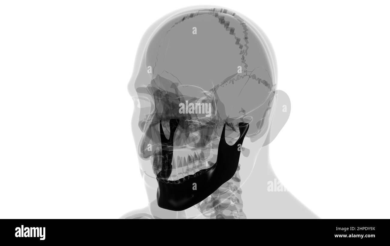 Human Skeleton Skull Mandible Bone Anatomy For Medical Concept 3D Illustration Stock Photo