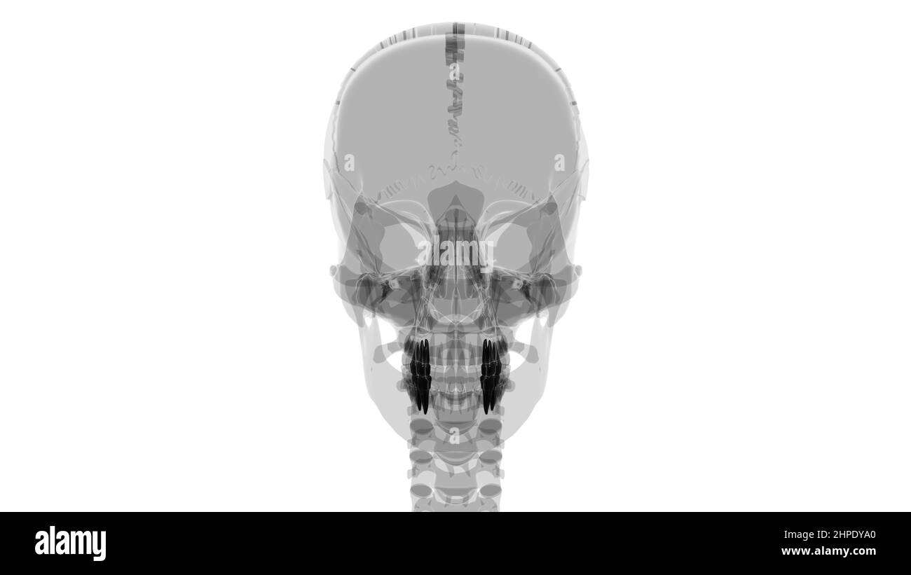 Human Teeth Premolars Anatomy 3D Illustration For Medical Concept Stock Photo