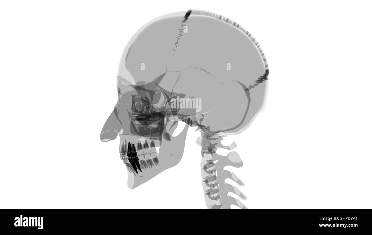 Human Teeth Premolars Anatomy 3D Illustration For Medical Concept Stock Photo