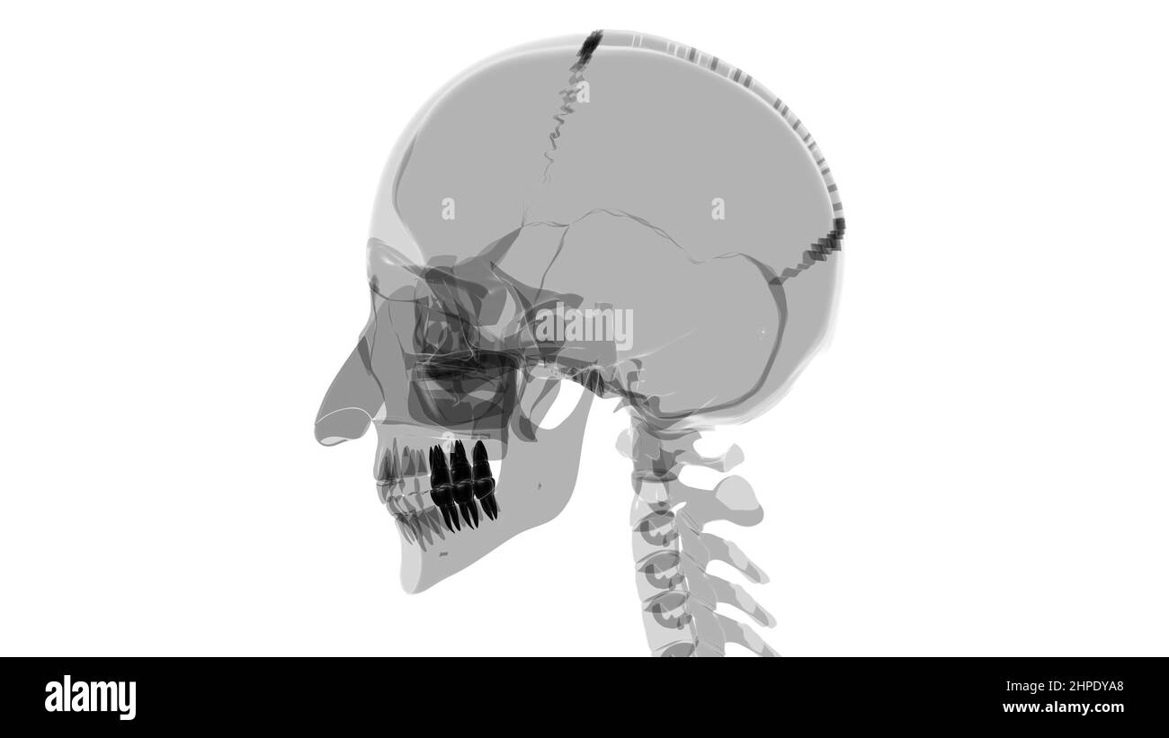 Human Teeth Molars Anatomy 3D Illustration For Medical Concept Stock Photo