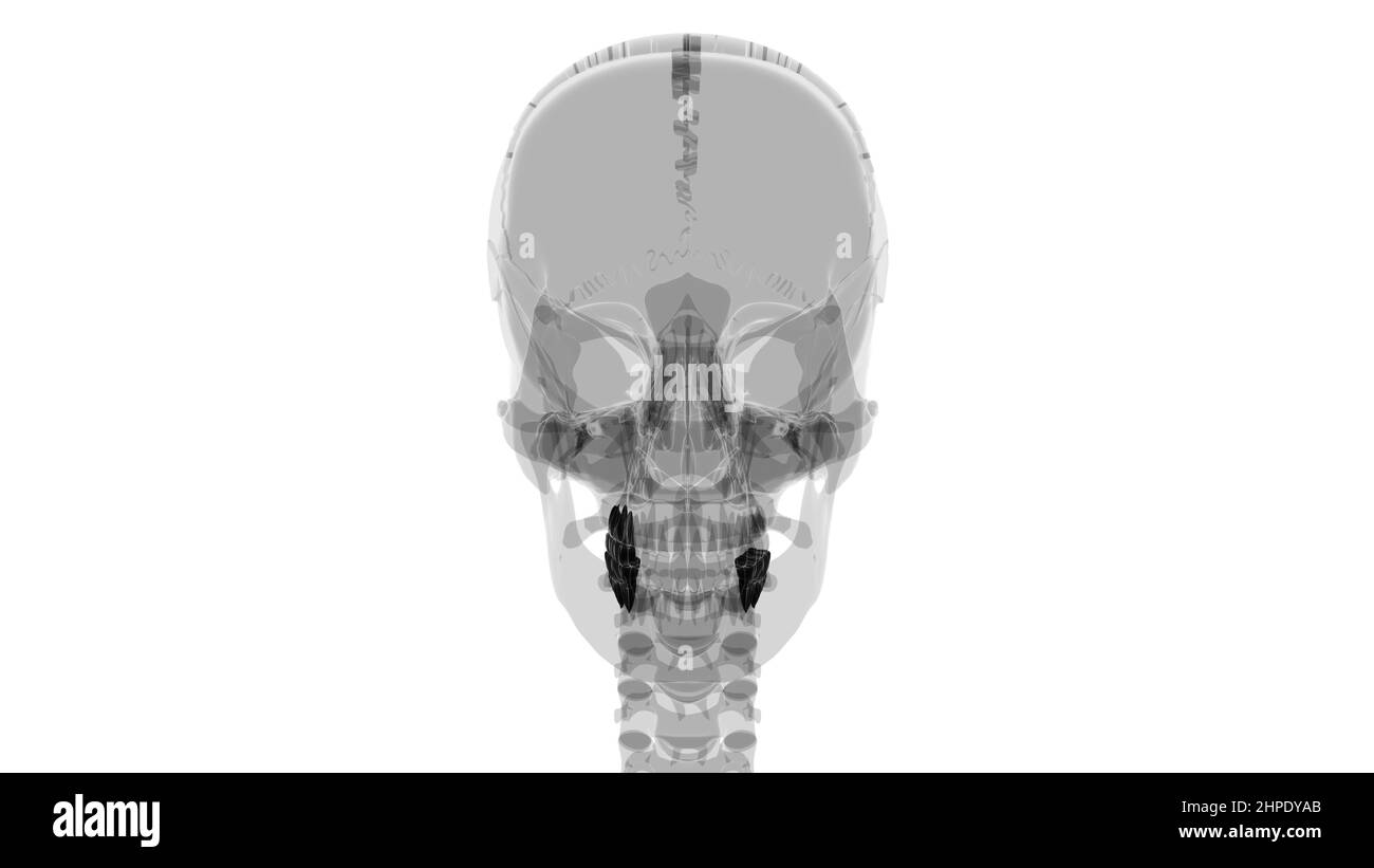 Human Teeth Molars Anatomy 3D Illustration For Medical Concept Stock Photo
