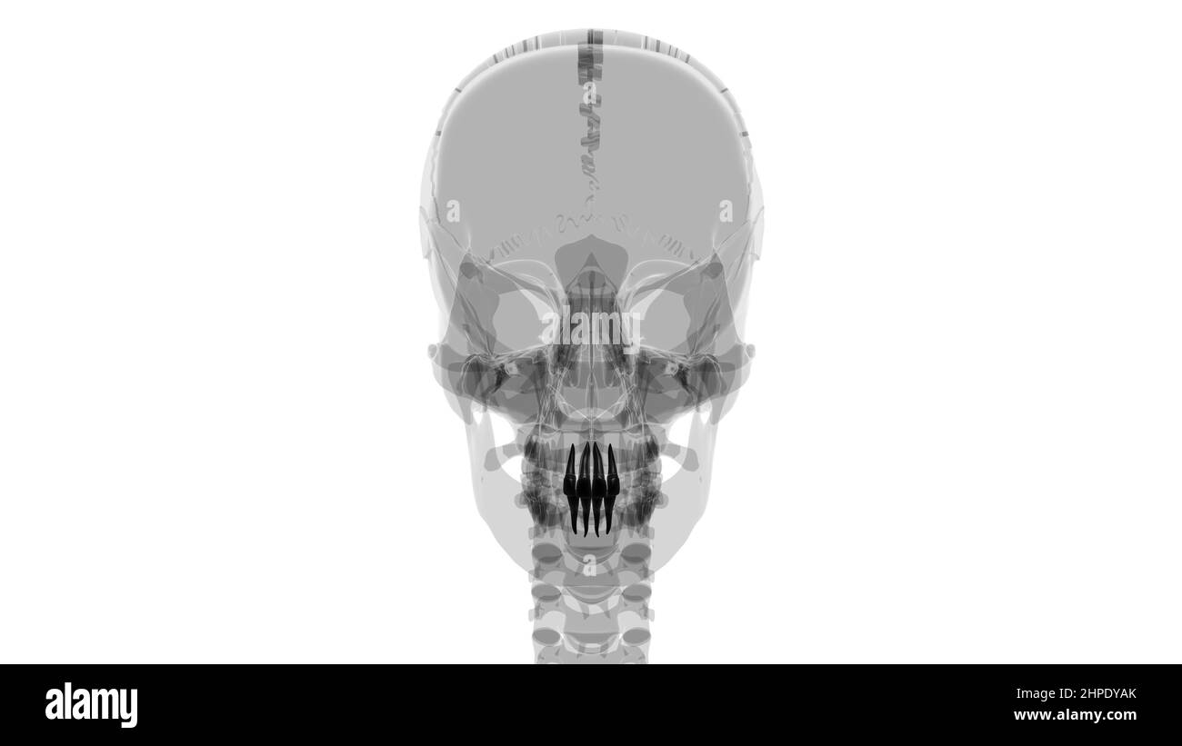 Human Teeth Incisors Anatomy 3D Illustration For Medical Concept Stock Photo