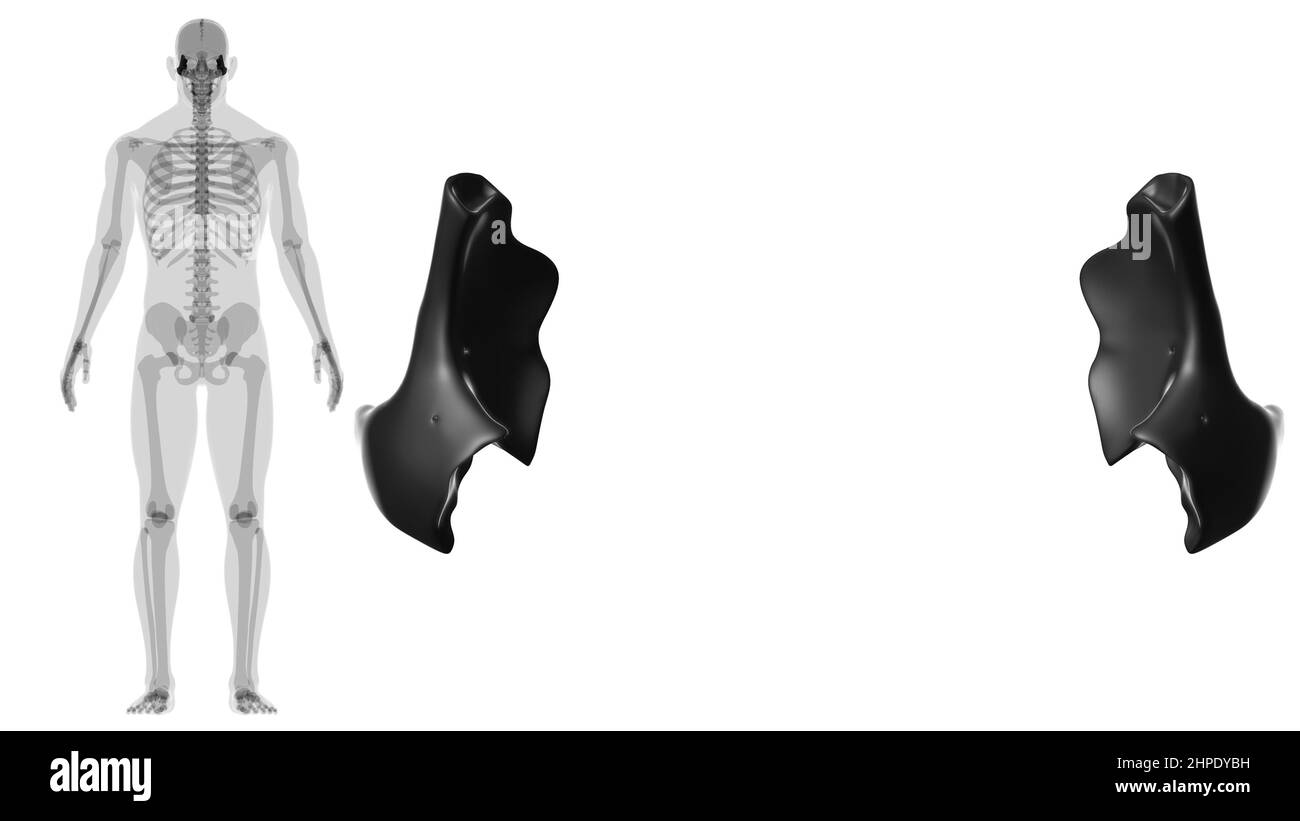 Human Skeleton Skull Zygomatic Bone Anatomy For Medical Concept 3D Illustration Stock Photo