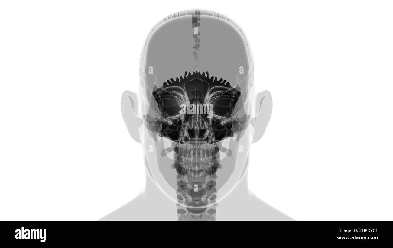 Human Skeleton Skull Occipital Bone Anatomy For Medical Concept 3D Illustration Stock Photo