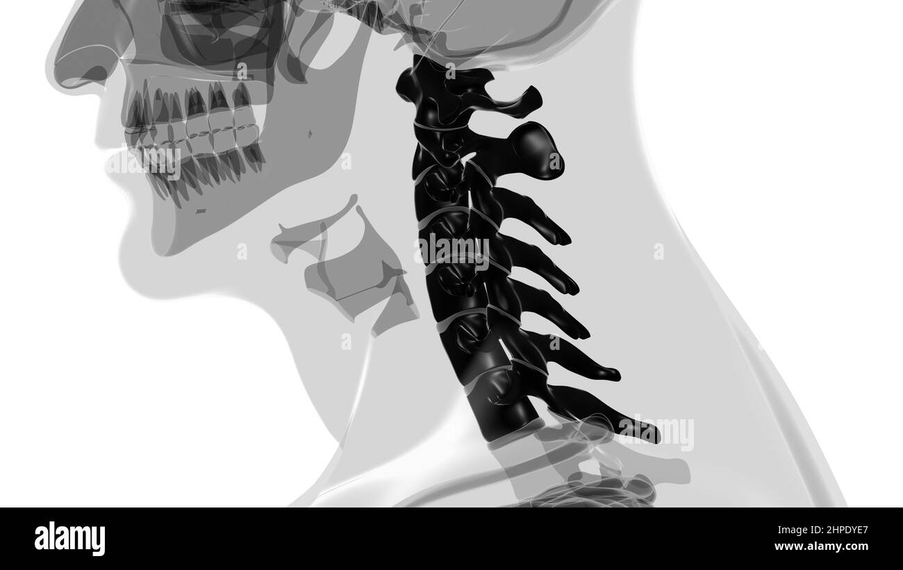 Human Skeleton Vertebral Column Cervical Vertebrae Anatomy 3D ...