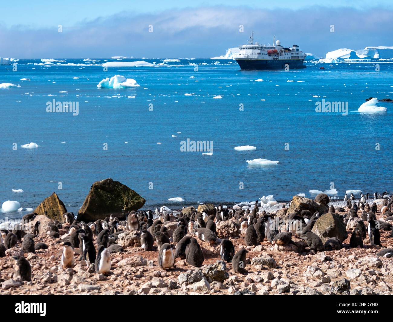 Adelie Penguin, Pygoscelis adeliae, with chicks at Brown Bluff, Antarctica peninsula Stock Photo