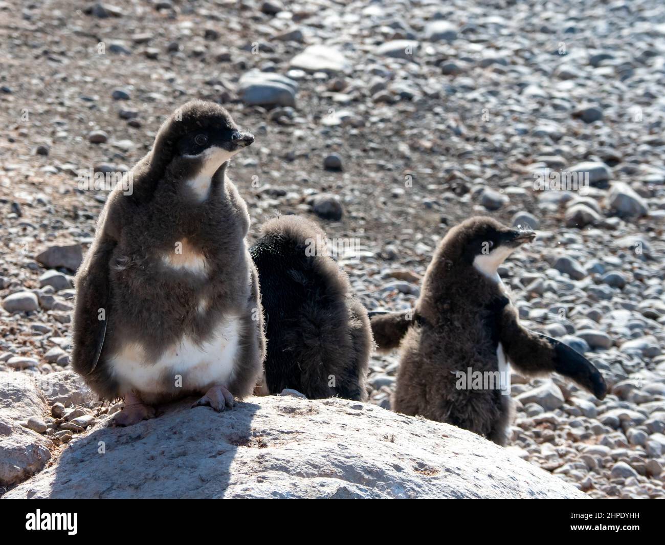 Adelie Penguin, Pygoscelis adeliae, with chicks at Brown Bluff, Antarctica peninsula Stock Photo