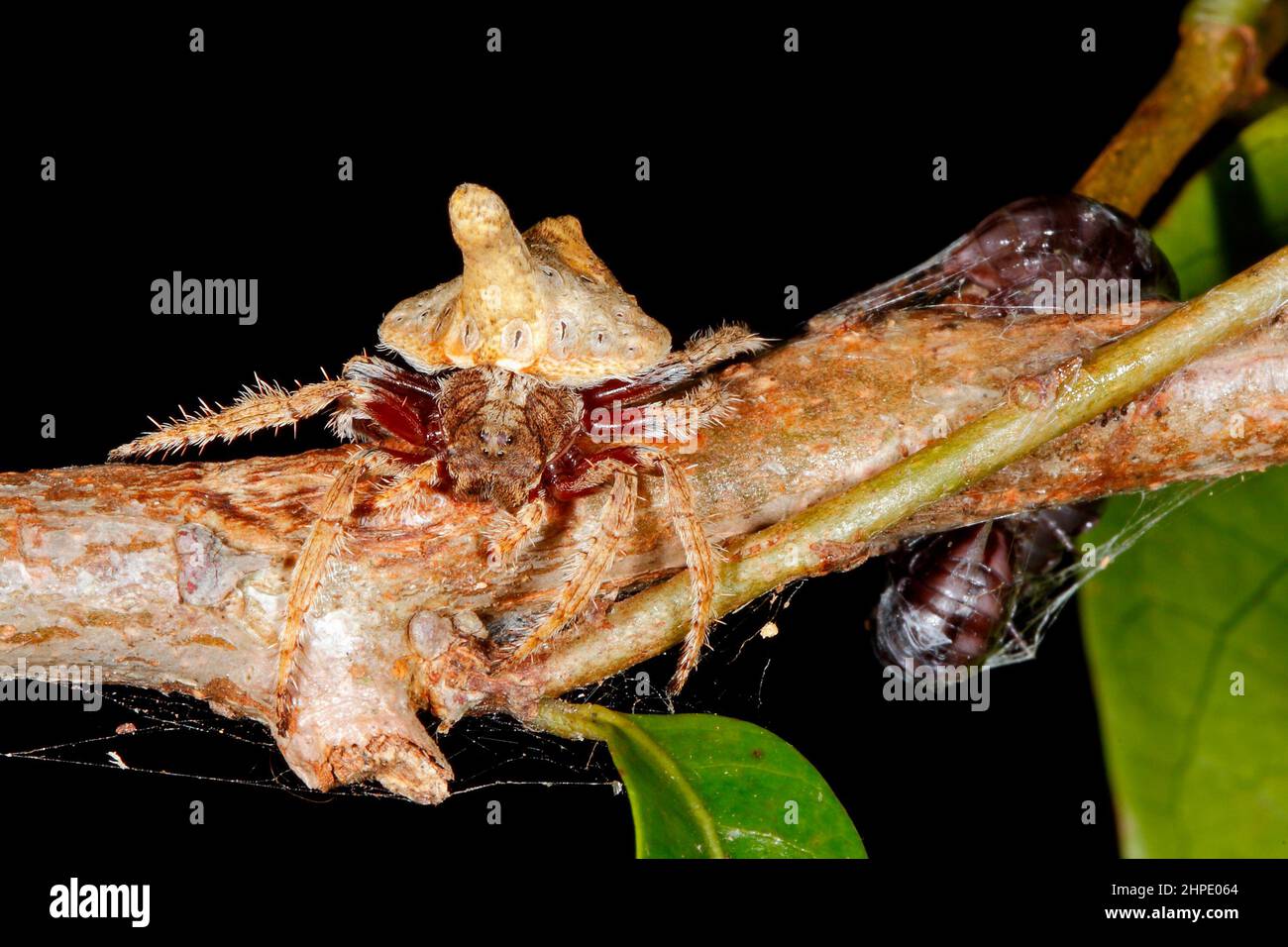 Turreted Wrap-around Spider, Dolophones turrigera. With silk wrapped prey of a millipede. Coffs Harbour, NSW, Australia Stock Photo