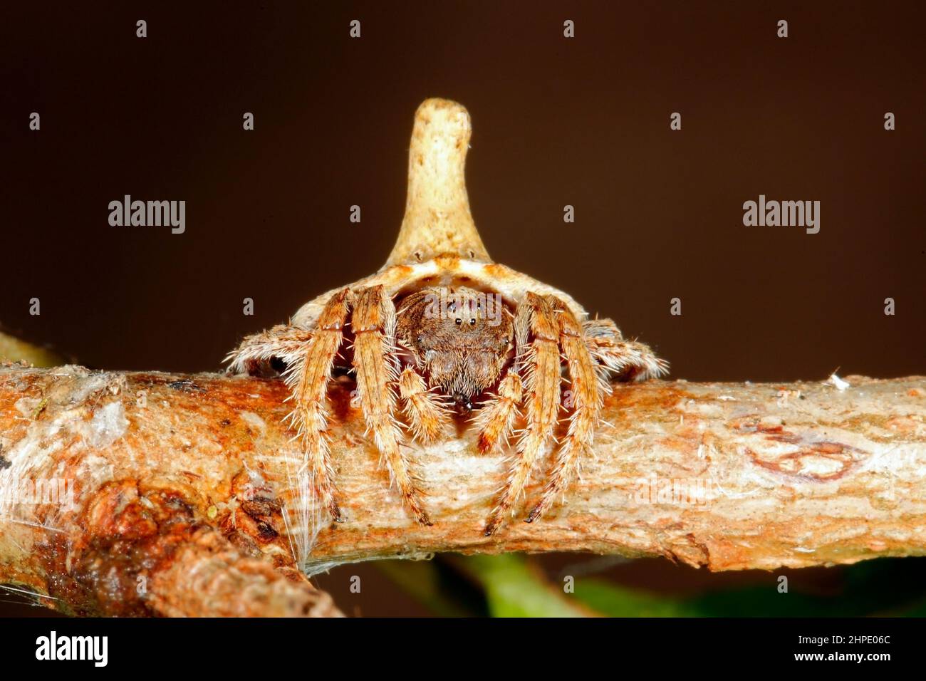 Turreted Wrap-around Spider, Dolophones turrigera. Coffs Harbour, NSW, Australia Stock Photo