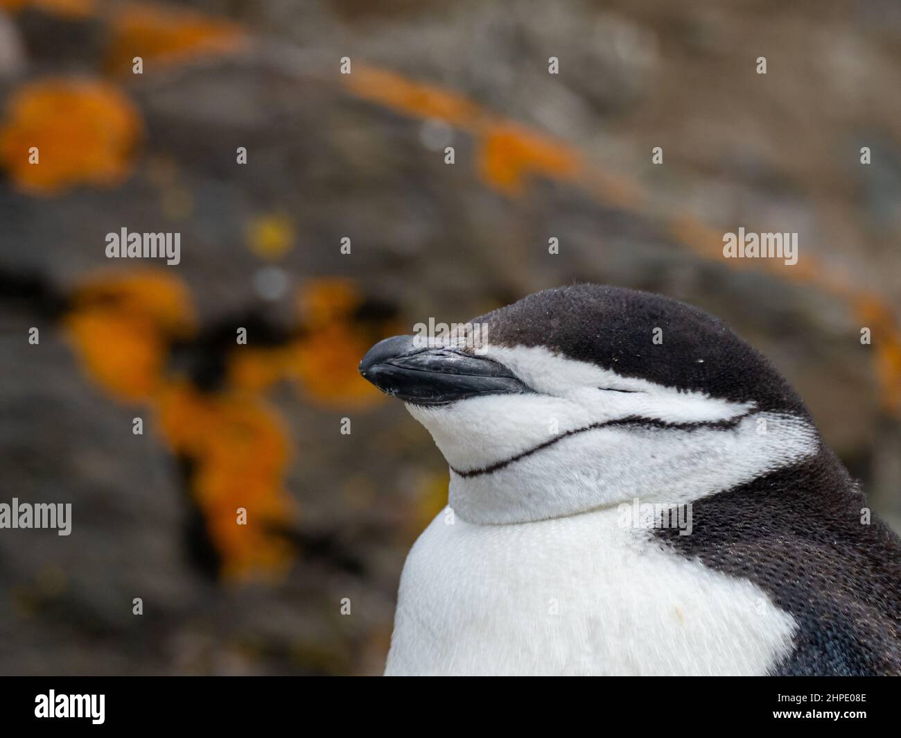 Chinstrap penguin, Pygoscelis antarctica, at Hannah Point, South Shetland Islands, Antarctica Stock Photo