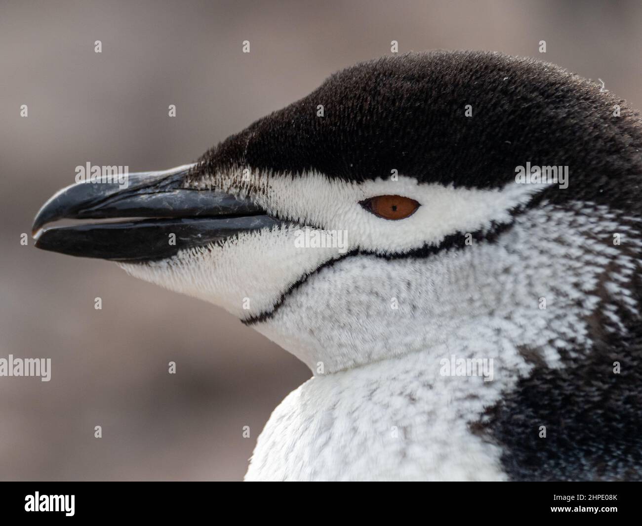 Chinstrap penguin, Pygoscelis antarctica, at Hannah Point, South Shetland Islands, Antarctica Stock Photo