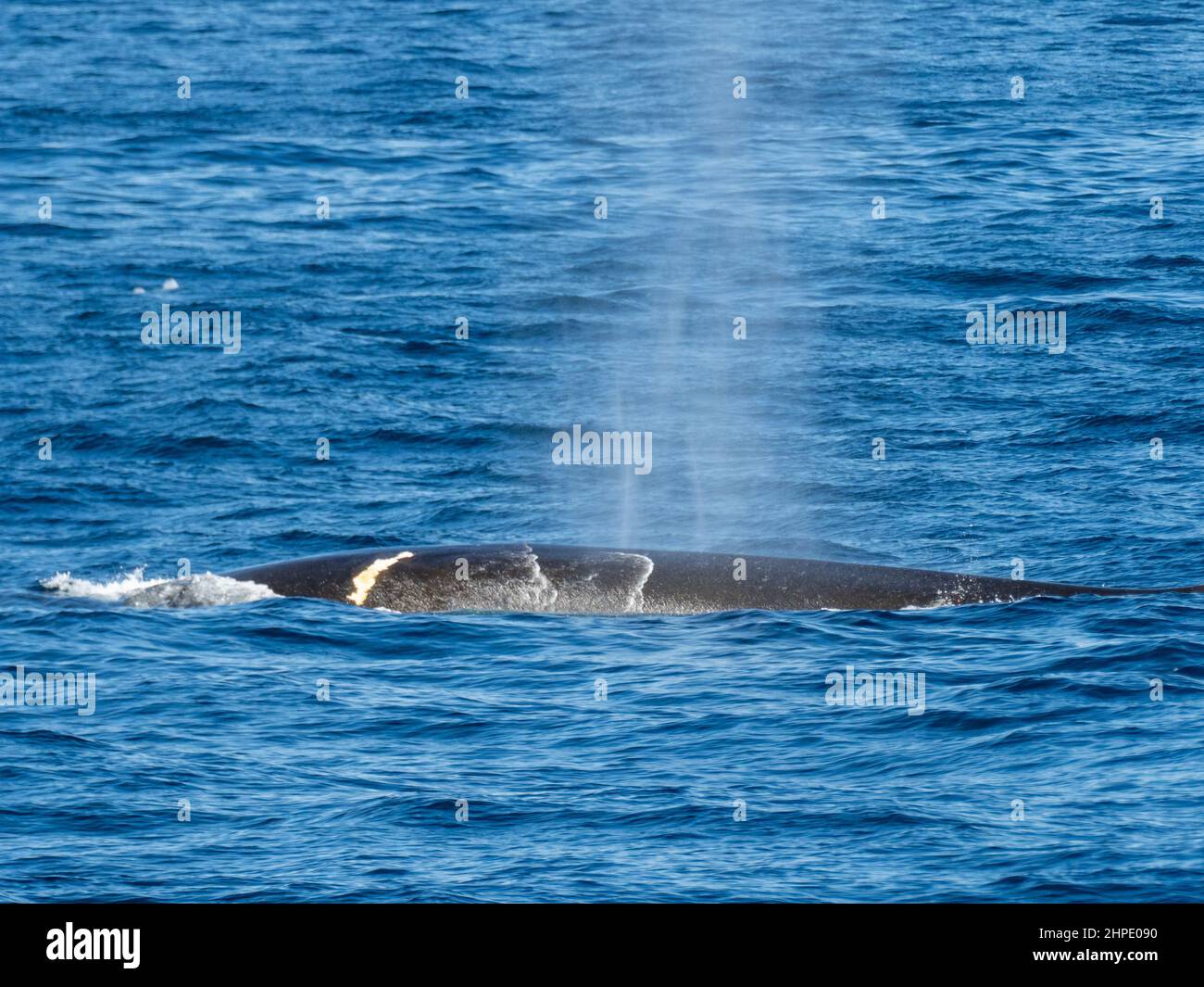 Fin whale, Balaenoptera physalus, with a large wound in the Weddell Sea, Antarctica Stock Photo