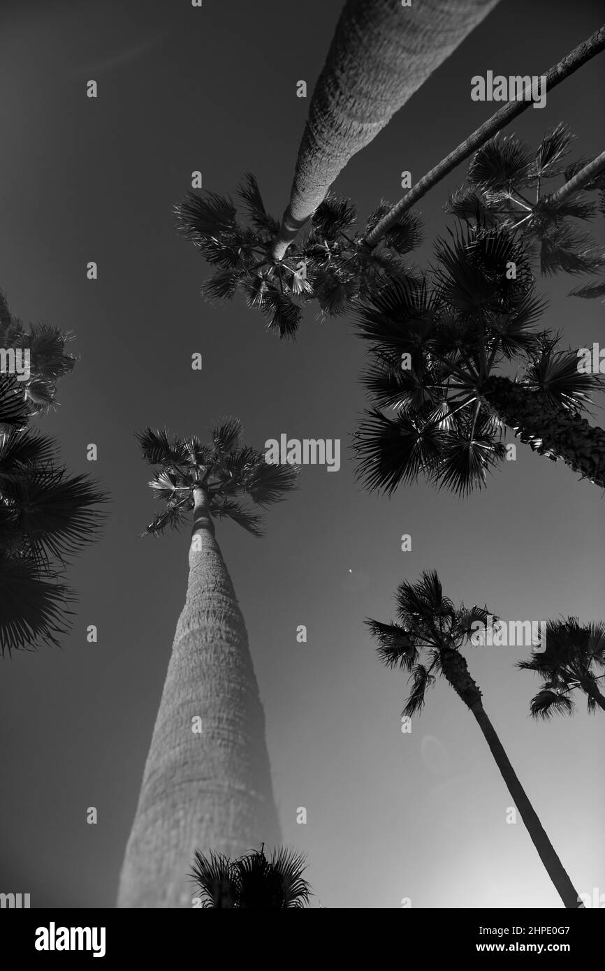 Low angle grayscale shot of palm trees near Manhattan beach pier in Los