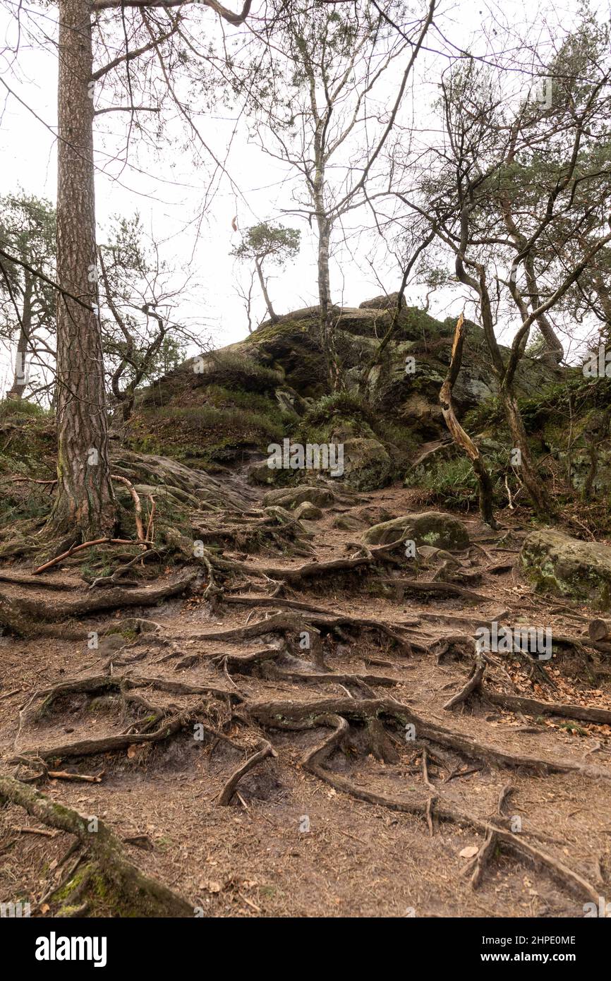 Shot of trees with their roots in a forest Stock Photo - Alamy