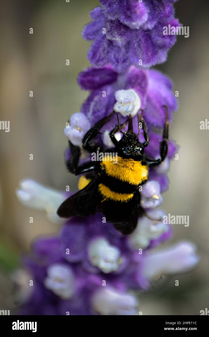 February 19, 2022: February 19, 2022 Mexico, Mexico. A bumblebee and a bee feeding on the nectar of the flowers of the plant called ''salvia divinorum''. PHOTO: OMAR LOPEZ (Credit Image: © Omar Lopez/ZUMA Press Wire) Stock Photo