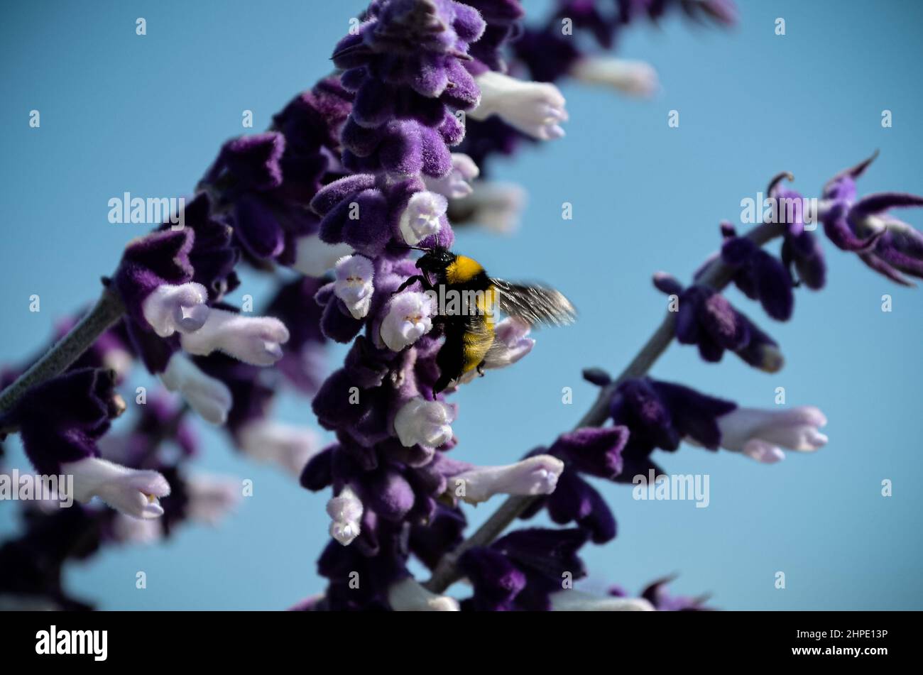 February 19, 2022: February 19, 2022 Mexico, Mexico. A bumblebee and a bee feeding on the nectar of the flowers of the plant called ''salvia divinorum''. PHOTO: OMAR LOPEZ (Credit Image: © Omar Lopez/ZUMA Press Wire) Stock Photo