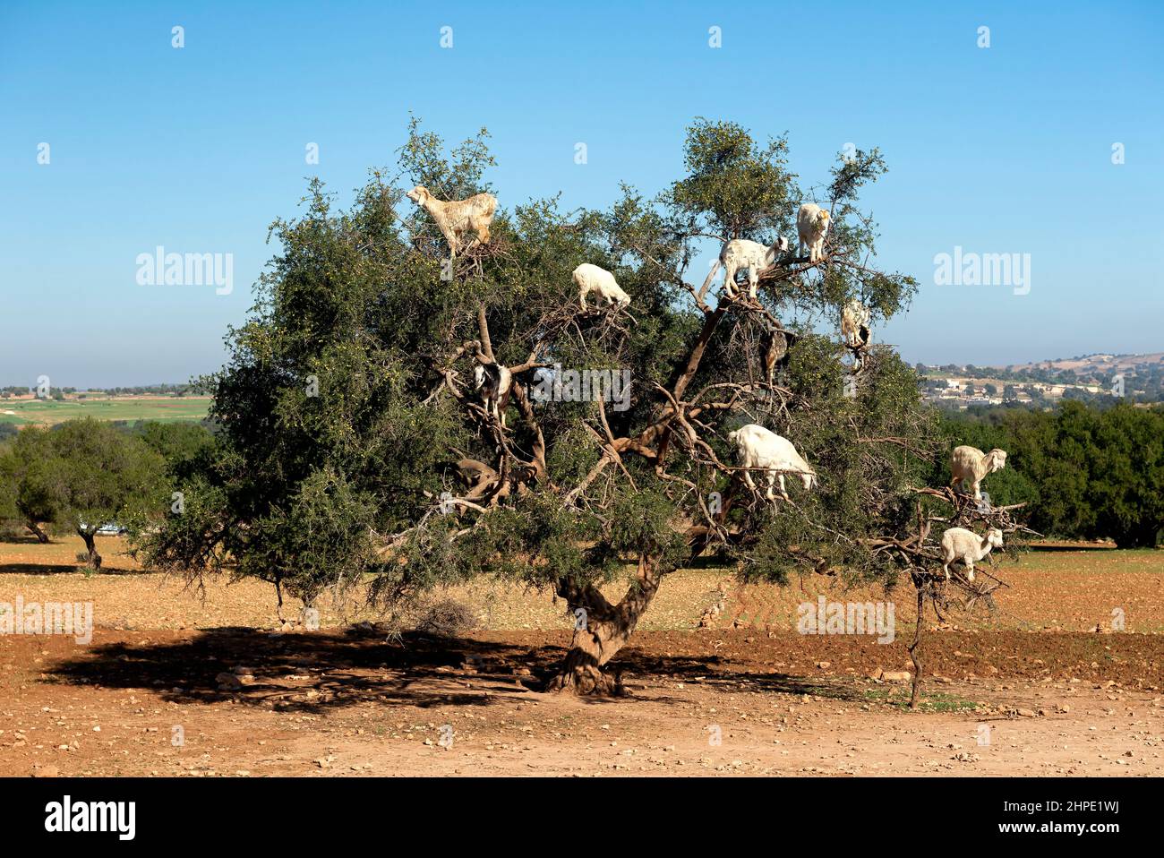 Goats eating argan fruits from the tree Stock Photo Alamy
