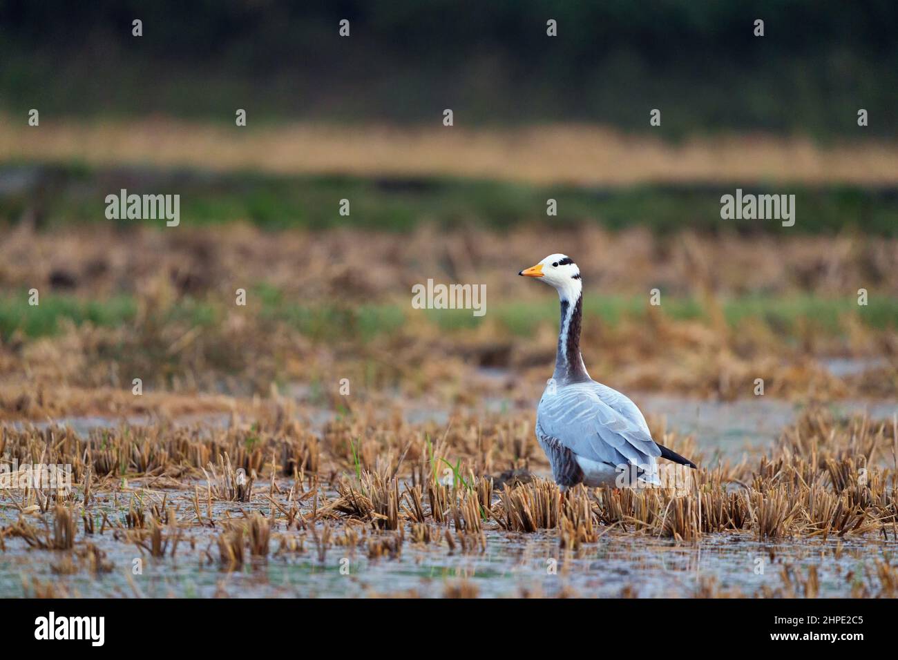 Bar Headed goose in their natural habitat. The grey colored bird is know for the extreme altitudes it reaches when migrating across the Himalayas Stock Photo